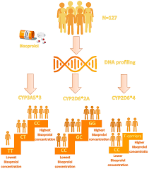 Impact of CYP2D6*2A, CYP2D6*4 and CYP3A5*3 genetic polymorphisms on  Bisoprolol peak concentration and clinical response in acute coronary  syndrome patients - Okda - 2024 - British Journal of Clinical Pharmacology  - Wiley Online Library