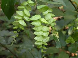 Image result for Flemingia strobilifera