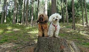 To have curly hair, a puppy must inherit two mutations of the krt71 gene—inheriting just one will result in wavy, not curly hair. Curly Haired Dogs 14 Small Breeds