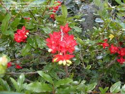 Image result for Ochna inermis
