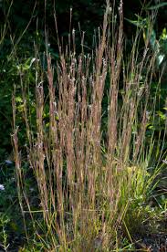 Image result for Aristida bipartita