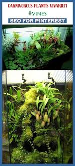 Carnivorous Plants Vivarium Vines Seotips Seo Gardens Carnivorous Plants Terrarium Carnivorous In 2020 Carnivorous Plants Care Carnivorous Plants Plant Aesthetic