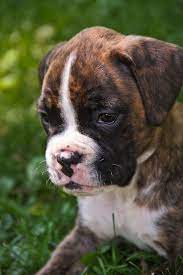 Brindle Boxer Puppy Brindle Boxer Boxer Dogs Boxer Dogs Brindle