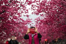 Bunga yang tergolong kedalam famili rosaceae ini, dimasukkan ke dalam subgenus sakura. Melihat Sakura Tak Hanya Di Jepang Republika Online