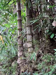 Posisi mata bambu tidak harus saling menghadap/tabrakan, akan tetapi posisi mata didalam ruas dan bukan diluar ruas. Bambu Betung Wikipedia Bahasa Indonesia Ensiklopedia Bebas