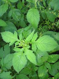 Image result for Crassocephalum crepidioides