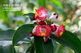 Image result for Costus lucanusianus