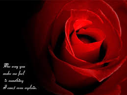 Order a custom color sample of any wallpaper for only $5! Red Rose Love Quotes Quotesgram