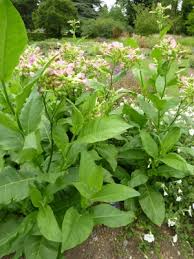 Image result for Nicotiana tabacum