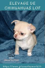Chiot Chihuahua A Vendre A La Recherche D Un Chiot Chihuahua Lof Chiot Chihuahua Drole Bebe Chihuahua