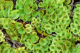 Image result for Salvinia hastata