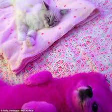 The options are screaming pink, glamour gold, magic purple, monster green, popstar pink, midnight blue, silver shimmer, tango turquoise, tuxedo black. Lia Catreux Dyes Her Pomeranian Dog S Fur Pink Causing Outrage Among Animal Lovers Daily Mail Online