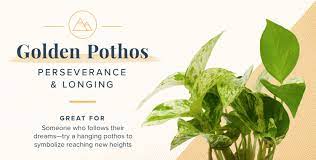 More than just clearing up a orange roses symbolise the warmth of friendship. Plant Symbolism Guide 31 Plants For Every Personality Proflowers Blog