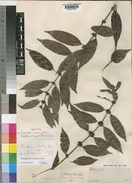 Image result for Polysphaeria