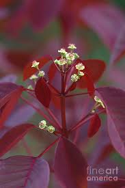 Image result for Euphorbia cotinifolia