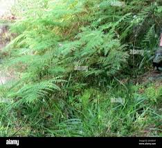 Image result for Hypolepis sparsisora