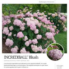 Check spelling or type a new query. Proven Winners Colorchoice Incrediball Blush Hydrangea Landscape Spec Sheet Spring Meadow Nursery