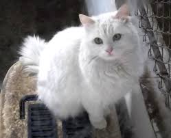 Maybe you would like to learn more about one of these? Turkish Angora Wikipedia