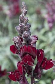 Black Snapdragon Flowers Flower Seeds Online Antirrhinum Flower Seeds
