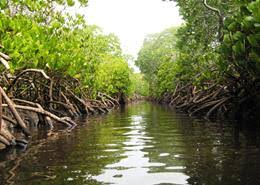 Maybe you would like to learn more about one of these? Mangroves 11 Facts You Need To Know