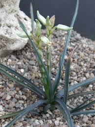 Image result for Aloe myriacantha
