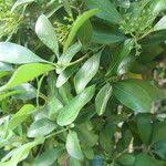 Image result for Pavetta revoluta