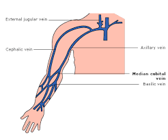 Median cubital vein in the largest biology dictionary online. Median Cubital Vein