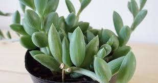 花が咲いたアーモンドネックレス 京童子 の植え替え ウチデグリーン Uchi De Green