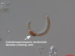 Image result for Cylindropsis