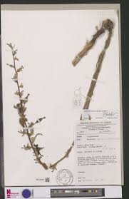 Image result for Renealmia africana