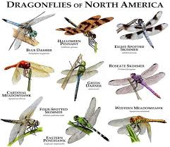 Dragonflies Of North America Poster Print Etsy Dragonfly Bugs And Insects North America