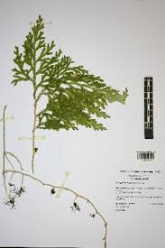 Image result for Selaginella imbricata