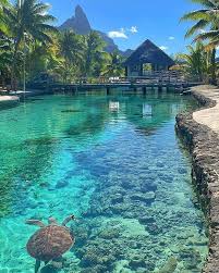 Dreamy Honeymoon Destination Yes Or No Place Le Meridien Bora Bora Photo By Places To Travel Bora Bora French Polynesia Beautiful Places To Travel