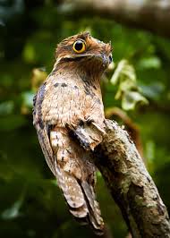 Creepy Bird With Big Eyes 30 Potoo Facts The Bird Behind The Meme 7 Potoo Species Tons Of Photos Creepy Animals Scary Animals Animals
