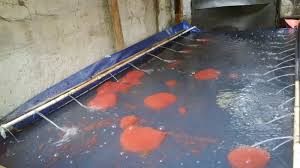 Dibanding tipe cacing yang lainnya, jenis ini sangat disukai oleh ikan yang berbadan mungil. 6 Cara Budidaya Cacing Sutra Bagi Pemula 100 Work