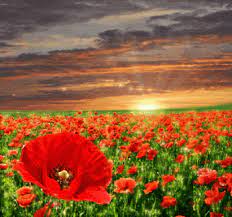 Pin By Brenda Weaver On Gif Poppies Flowers Nature Colorful Garden