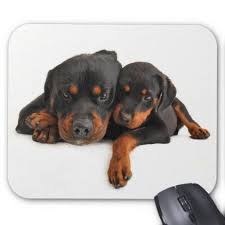 Rottweiler Black And Brown Puppy Rottweiler Brown Black Puppy Dog Love Mouse Pad Zazzle Com Rottweiler Puppies Black Puppy Yellow Lab Puppies