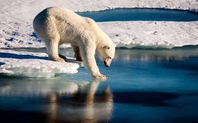 We did not find results for: Vives Reactions Contre L Autorisation Par Trump De La Chasse Aux Ours Le Parisien
