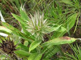 Image result for Macledium zeyheri