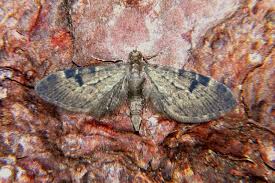 Image result for Eupithecia conterminata