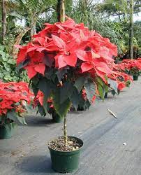 Pin On Not Your Average Poinsettia
