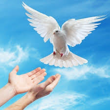 pleasing to the lord growing as disciples dove pictures white doves holy spirit