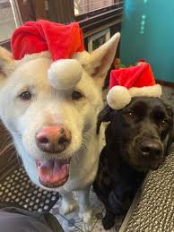 Jessica's Dog Grooming In Raunds Thank you once again Jessica for an  amazing job