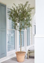 Arbequina Olive Tree Arbequina Olive Tree Olive Trees For Sale Olive Trees Garden