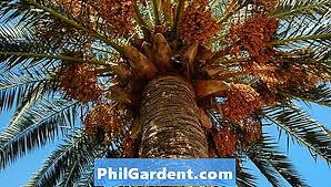 A mainly hakka community which was formed back in the 1950s when the british. Nama Saintifik Untuk Pokok Kayu Berkebun 2021