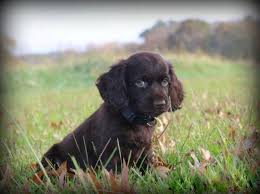 They thrive on companionship and enjoying the company of children and other dogs. Boykin Spaniel Puppies For Sale In Abbeville South Carolina Animals Nstuff