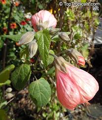 Image result for Abutilon sp.no.1