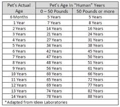 Caring For Your Older Dog Anchor Animal Hospital