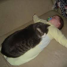 My Cat Sleeps On Me Too Cat Sleeping Cats Kitty