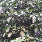 Image result for Tabernaemontana brachyantha